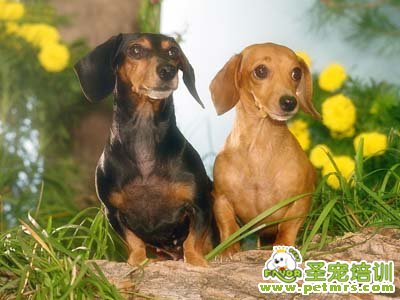 狗狗