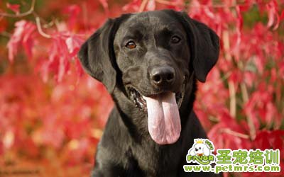 拉布拉多犬