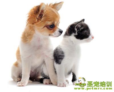 狗狗