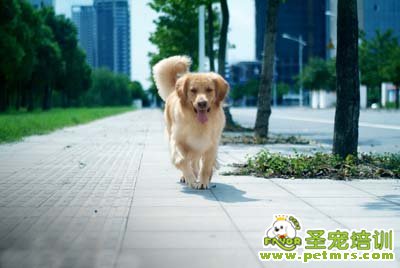 金毛犬