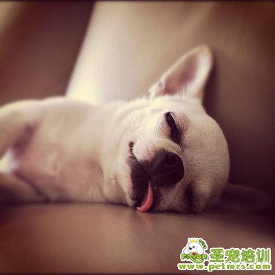狗狗睡覺