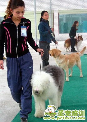 牽犬師