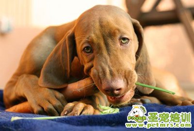 狗狗零食