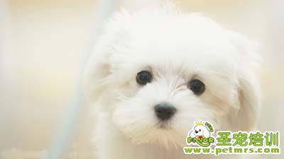 比熊犬