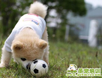 秋田犬