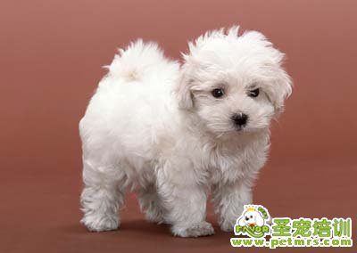 貴賓犬