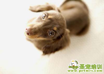 狗狗