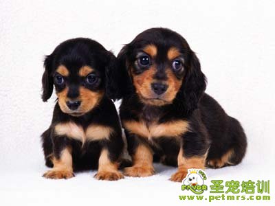 狗狗