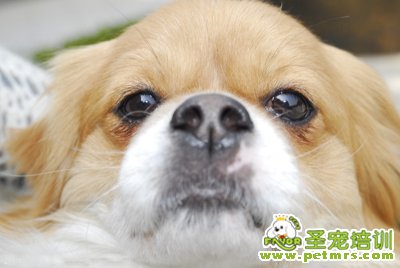 京巴犬