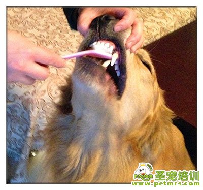 給狗狗刷牙