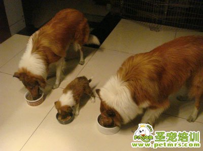狗糧的制作方法