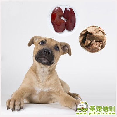 狗狗藏食物的習(xí)慣