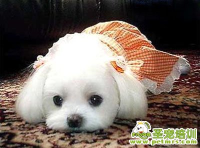 狗狗缺少鹽份