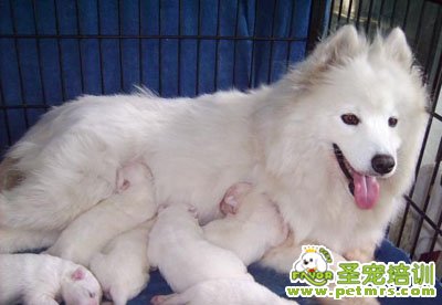 母犬喂奶