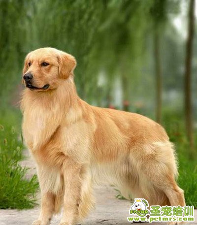 金毛犬