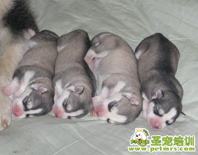 幼犬