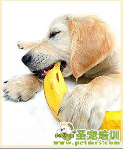 狗狗吃水果