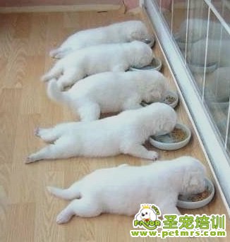 狗狗喂食