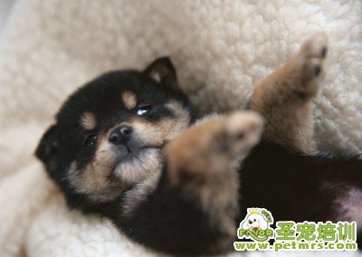 狗狗