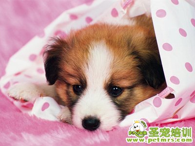 狗狗