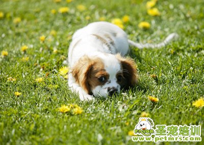 查理王犬