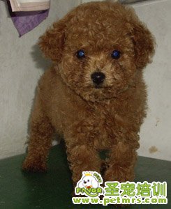 貴賓犬