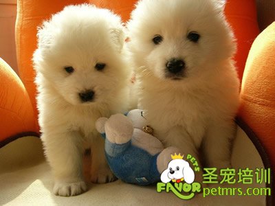 幼犬的飼養(yǎng)