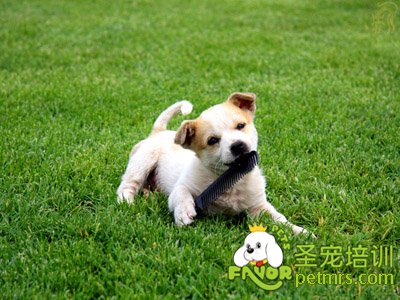 狗狗喂養(yǎng)