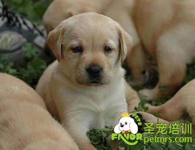 喂狗狗的方法和技巧