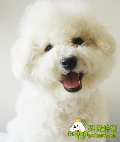 溺愛狗狗