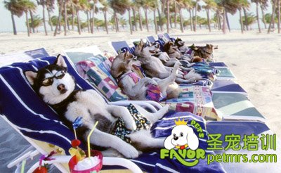 狗狗們逍遙自在