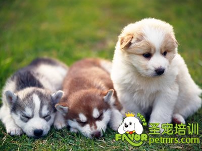 三個(gè)月的狗狗怎樣照顧