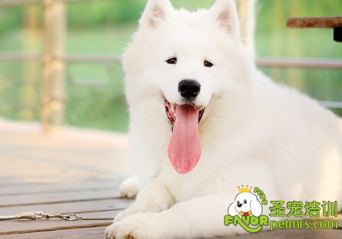 狗狗不能吃海鮮