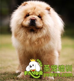 松獅犬