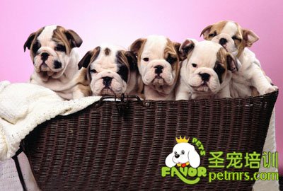 斗牛犬