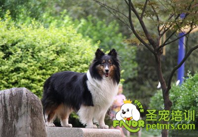 蘇格蘭牧羊犬