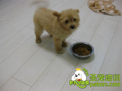 狗狗