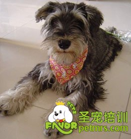 雪納瑞犬