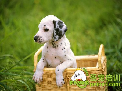 斑點狗狗