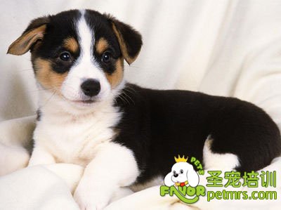 伯恩山犬