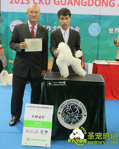 圣寵李博昭老師 12年 FCI 玩具犬 “犬種冠軍”