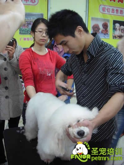 圣寵李博昭老師受邀“狗狗生活”實操示范