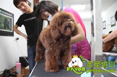 圣寵李博昭老師現場指導學員修剪