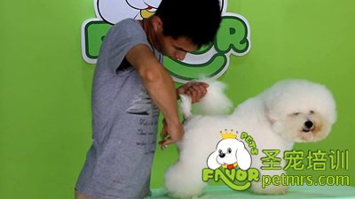圣寵李博昭老師現(xiàn)場演示比熊犬美容