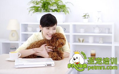 新手養(yǎng)狗指南