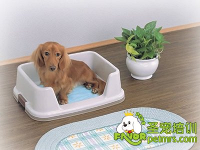 狗狗早餐