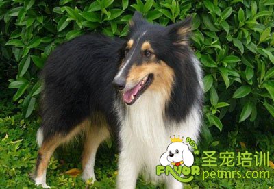 蘇格蘭牧羊犬