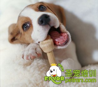 比格犬