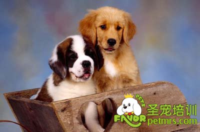 金毛犬