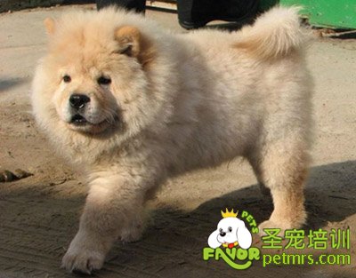 松獅犬